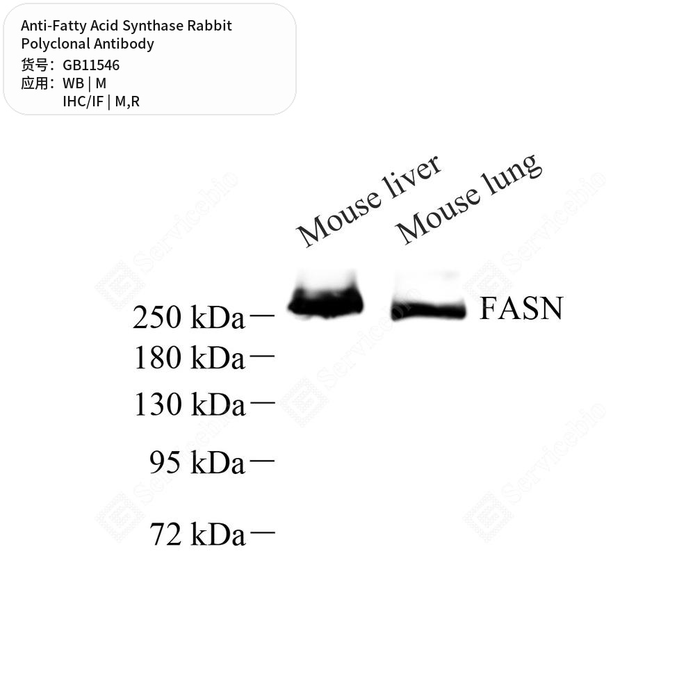 Антитела первичные, поликлональные кролика к Fatty Acid Synthase крысы, мыши, 50 мкл