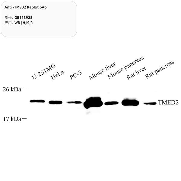 Антитела первичные, поликлональные, TMED2, 100 мкл