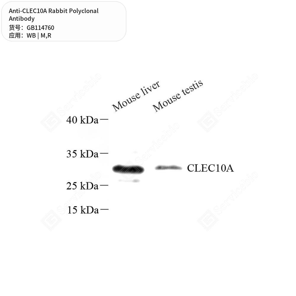 Антитела первичные, поликлональные кролика к CLEC10A крысы, мыши, 50 мкл