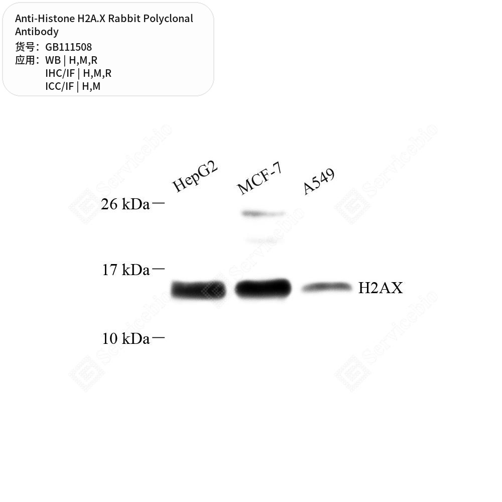 Антитела первичные, поликлональные кролика к Histone H2A.X крысы, мыши, человека, 100 мкл