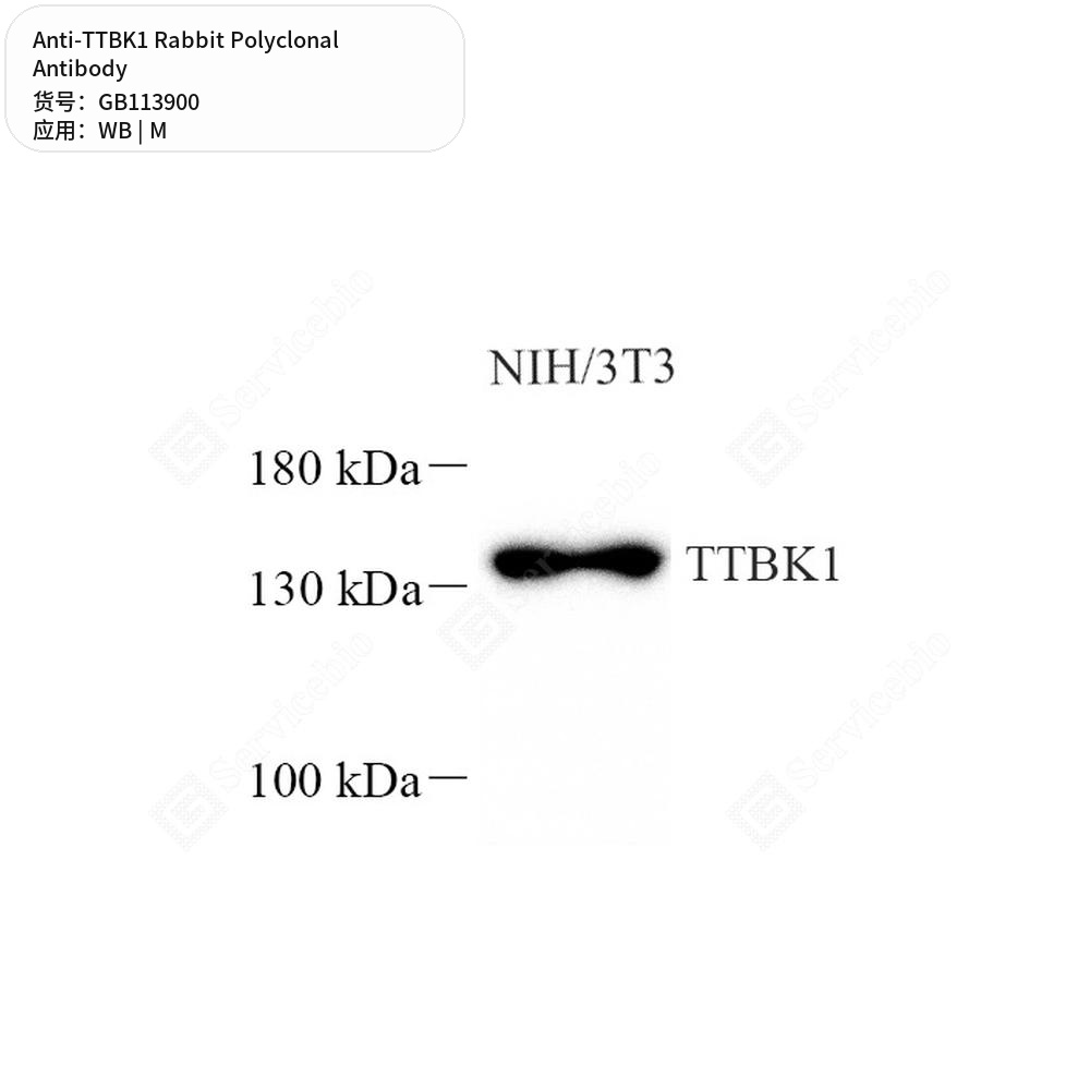 Антитела первичные, поликлональные кролика к TTBK1 мыши, 50 мкл
