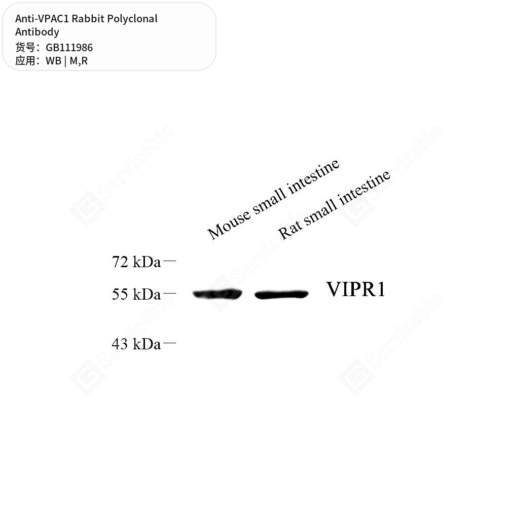 Антитела первичные, поликлональные кролика к VPAC1 крысы, мыши, 100 мкл