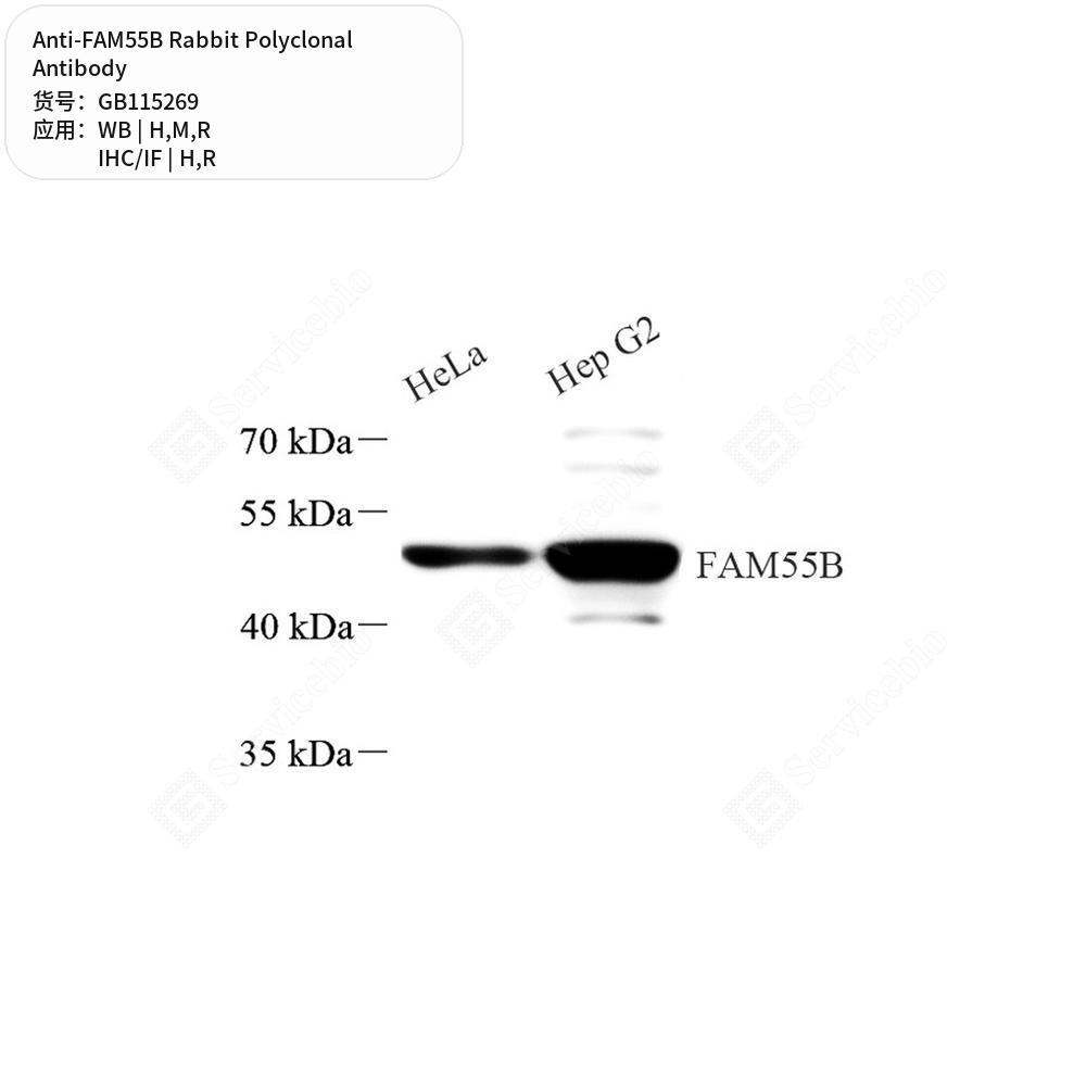 Антитела первичные, поликлональные кролика к FAM55B крысы, мыши, человека, 50 мкл