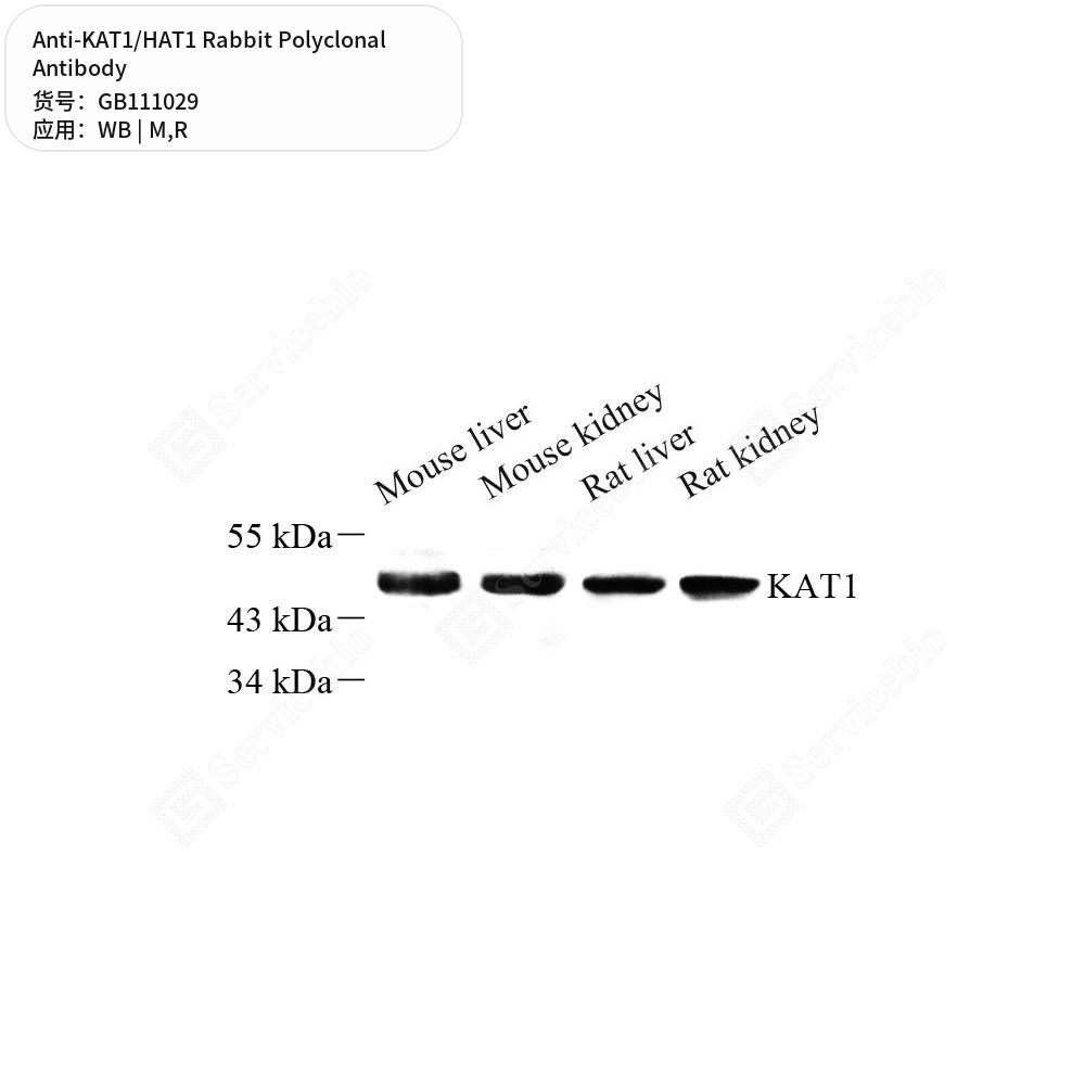 Антитела первичные, поликлональные кролика к KAT1/HAT1 крысы, мыши, 100 мкл