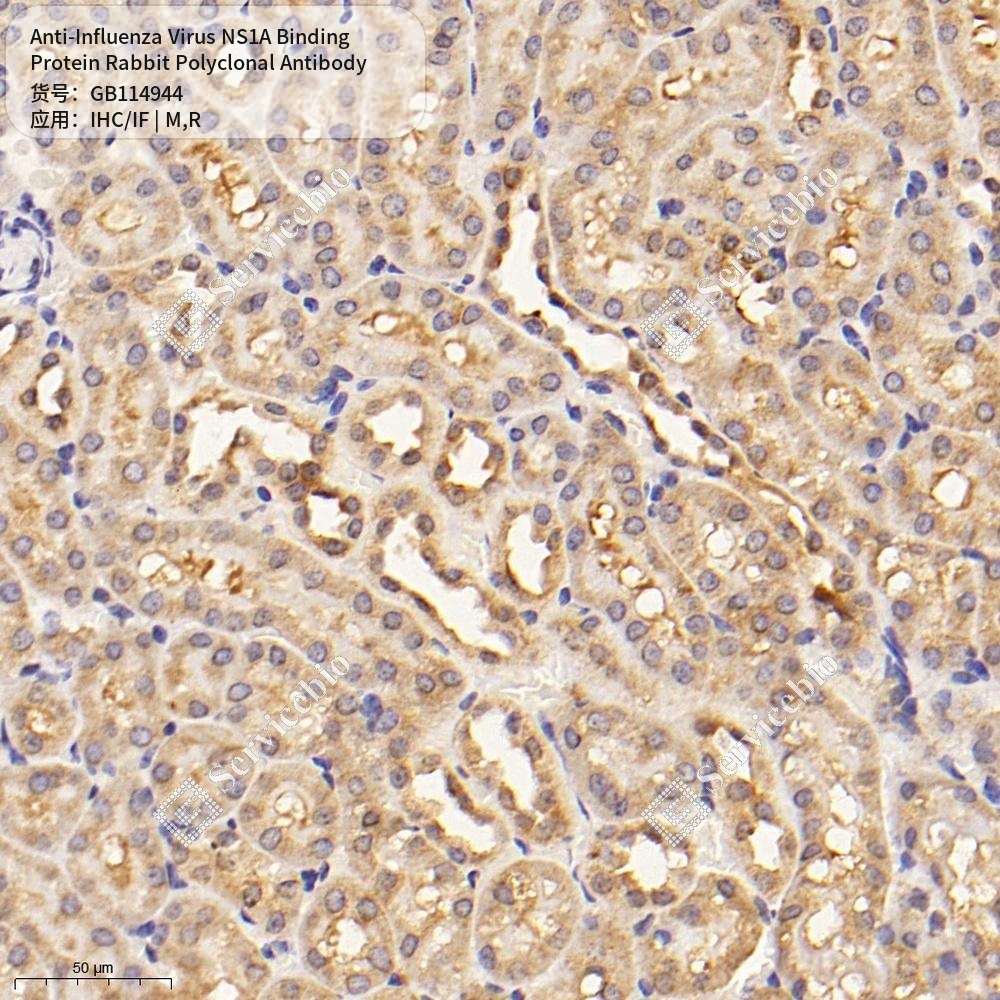 Антитела первичные, поликл. кролика к Influenza Virus NS1A Binding Protein крысы, мыши, 100 мкл