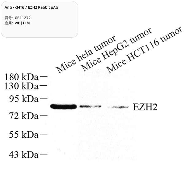 Антитела первичные, поликлональные, KMT6/EZH2, 100 мкл