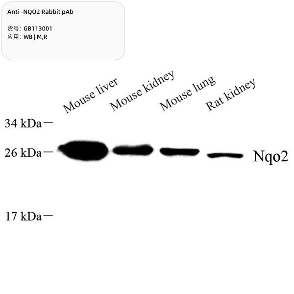 Антитела первичные, поликлональные, NQO2, 100 мкл