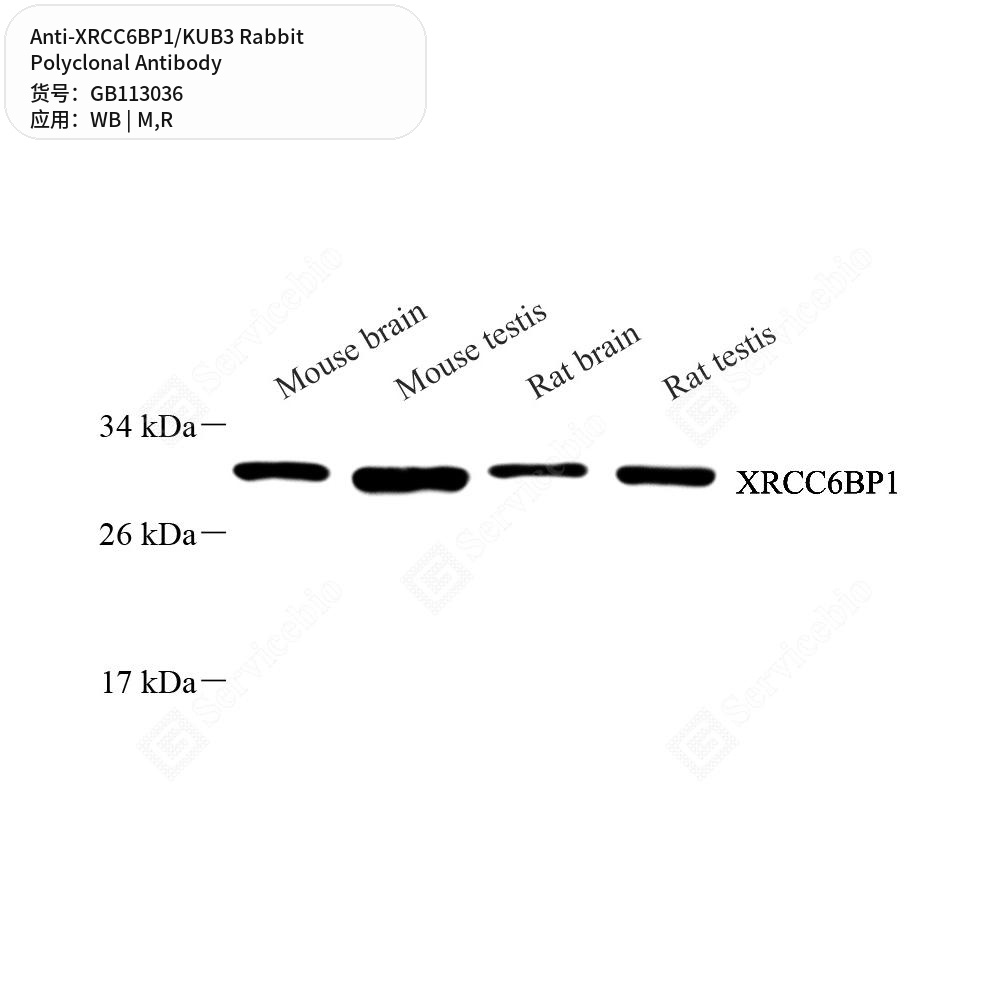 Антитела первичные, поликлональные кролика к XRCC6BP1/KUB3 крысы, мыши, 100 мкл