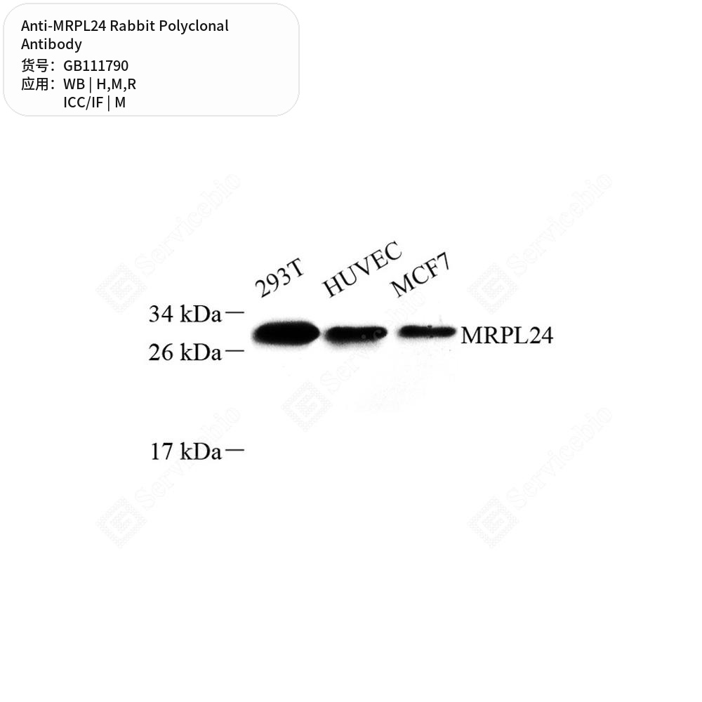 Антитела первичные, поликлональные кролика к MRPL24 крысы, мыши, человека, 100 мкл