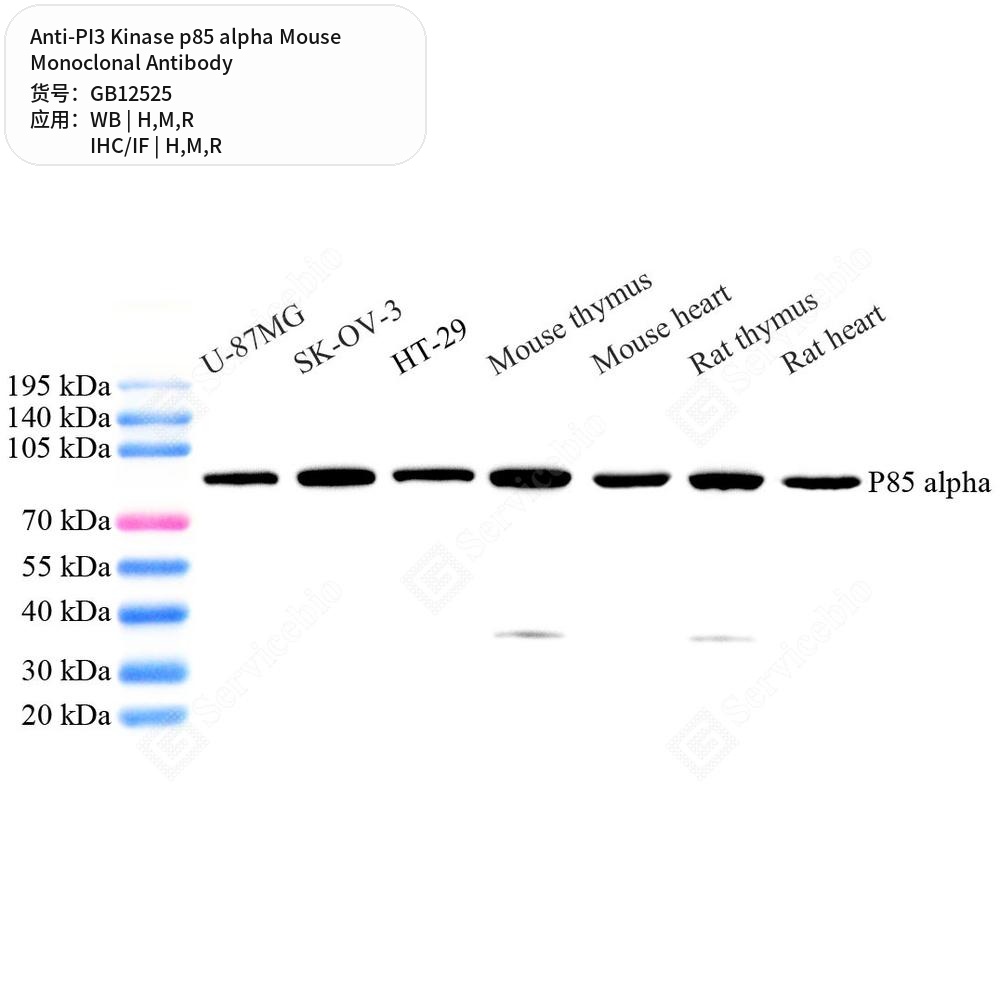 Антитела первичные, моноклональные мыши к PI3 Kinase p85 alpha крысы, мыши, человека, 50 мкл