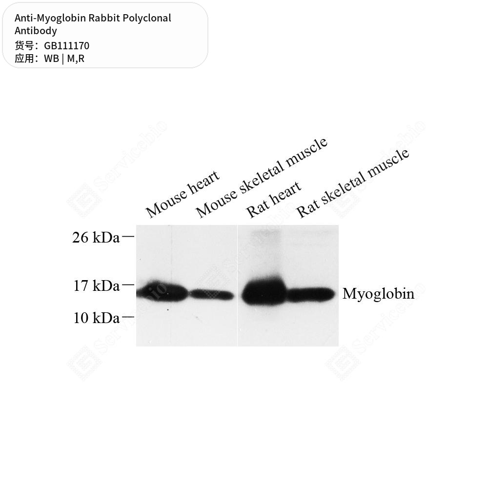 Антитела первичные, поликлональные кролика к Myoglobin крысы, мыши, 100 мкл