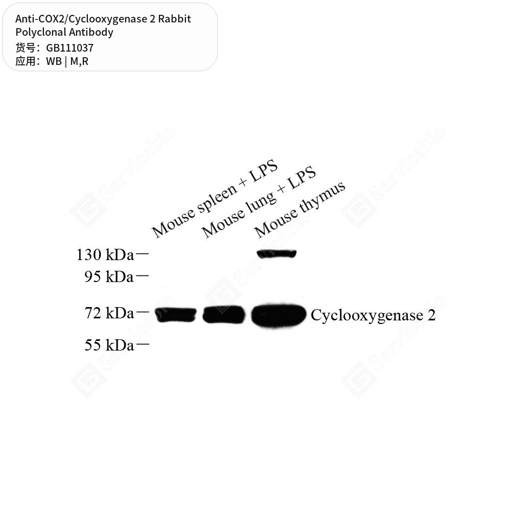 Антитела первичные, поликлональные кролика к COX2/Cyclooxygenase 2 крысы, мыши, 100 мкл