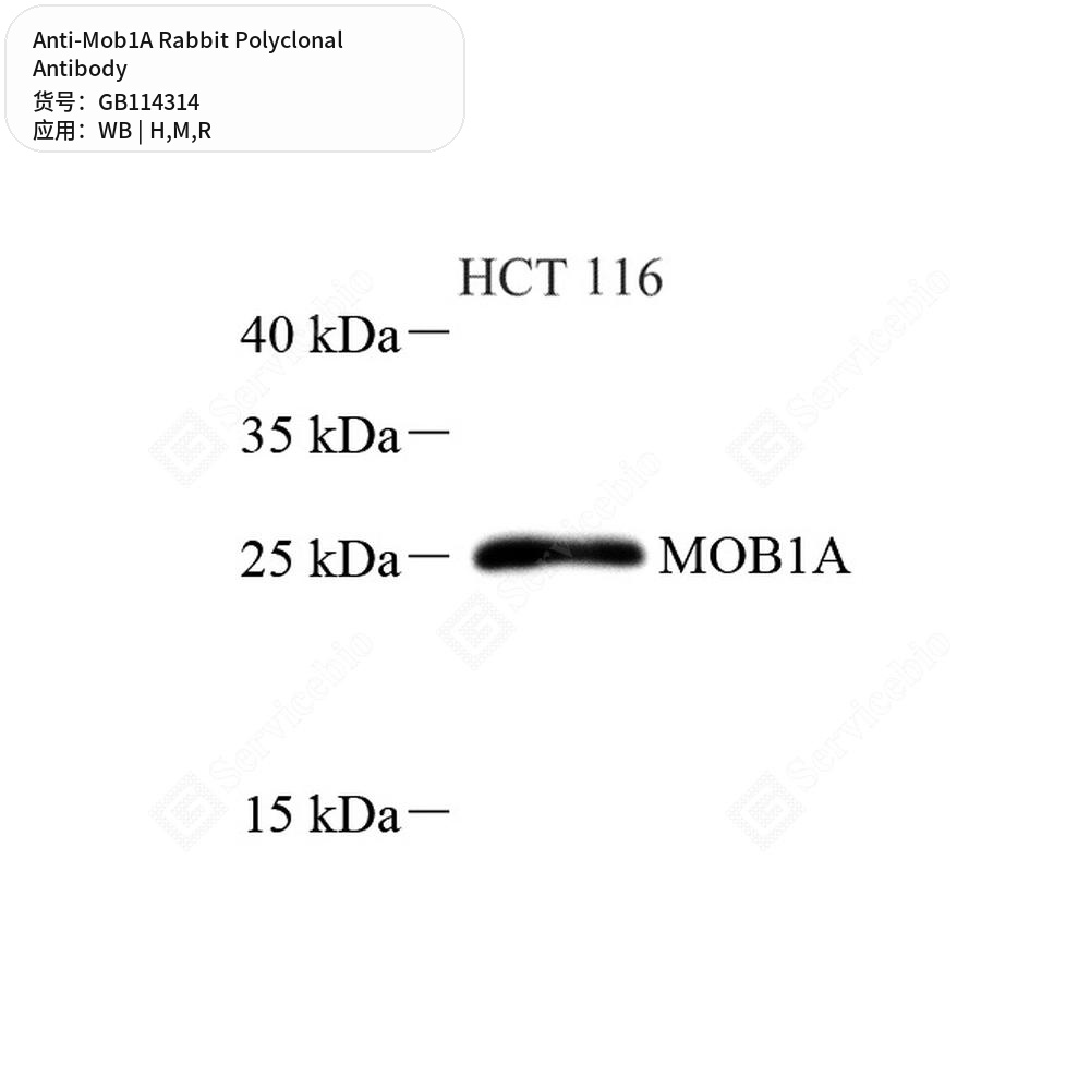 Антитела первичные, поликлональные кролика к Mob1A крысы, мыши, человека, 50 мкл