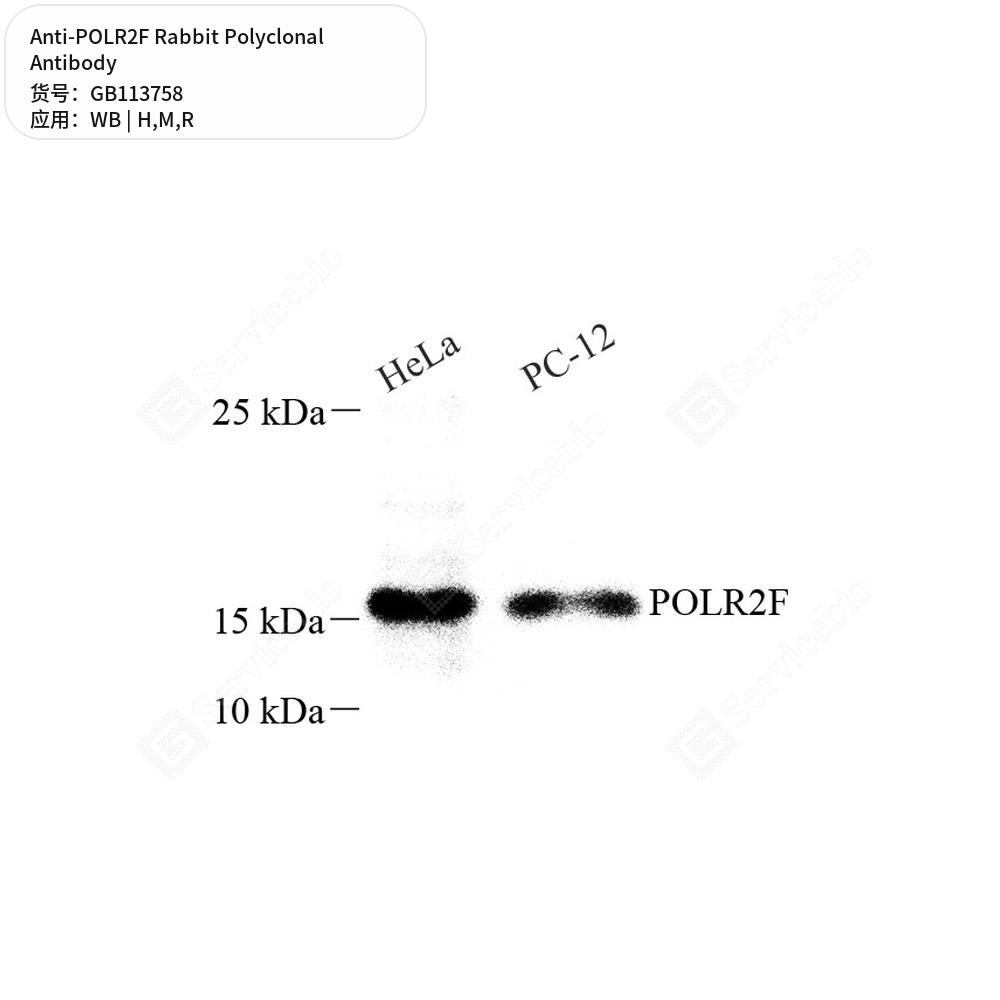 Антитела первичные, поликлональные кролика к POLR2F крысы, мыши, человека, 50 мкл