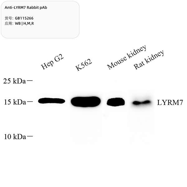 Антитела первичные, поликлональные, LYRM7, 100 мкл
