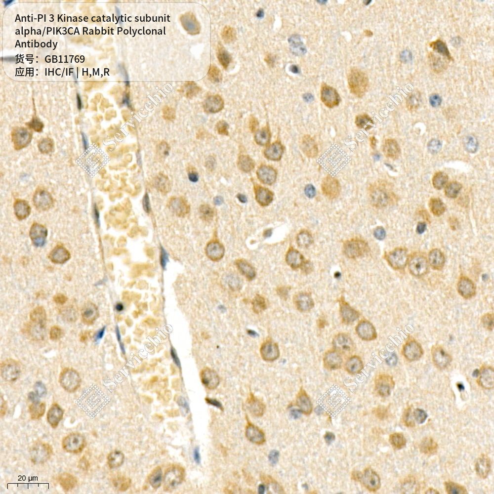 Антитела первичные, пол. крол. к PI 3 Kinase catalytic sub. alpha/PIK3CA крысы, мыши, чел., 50 мкл
