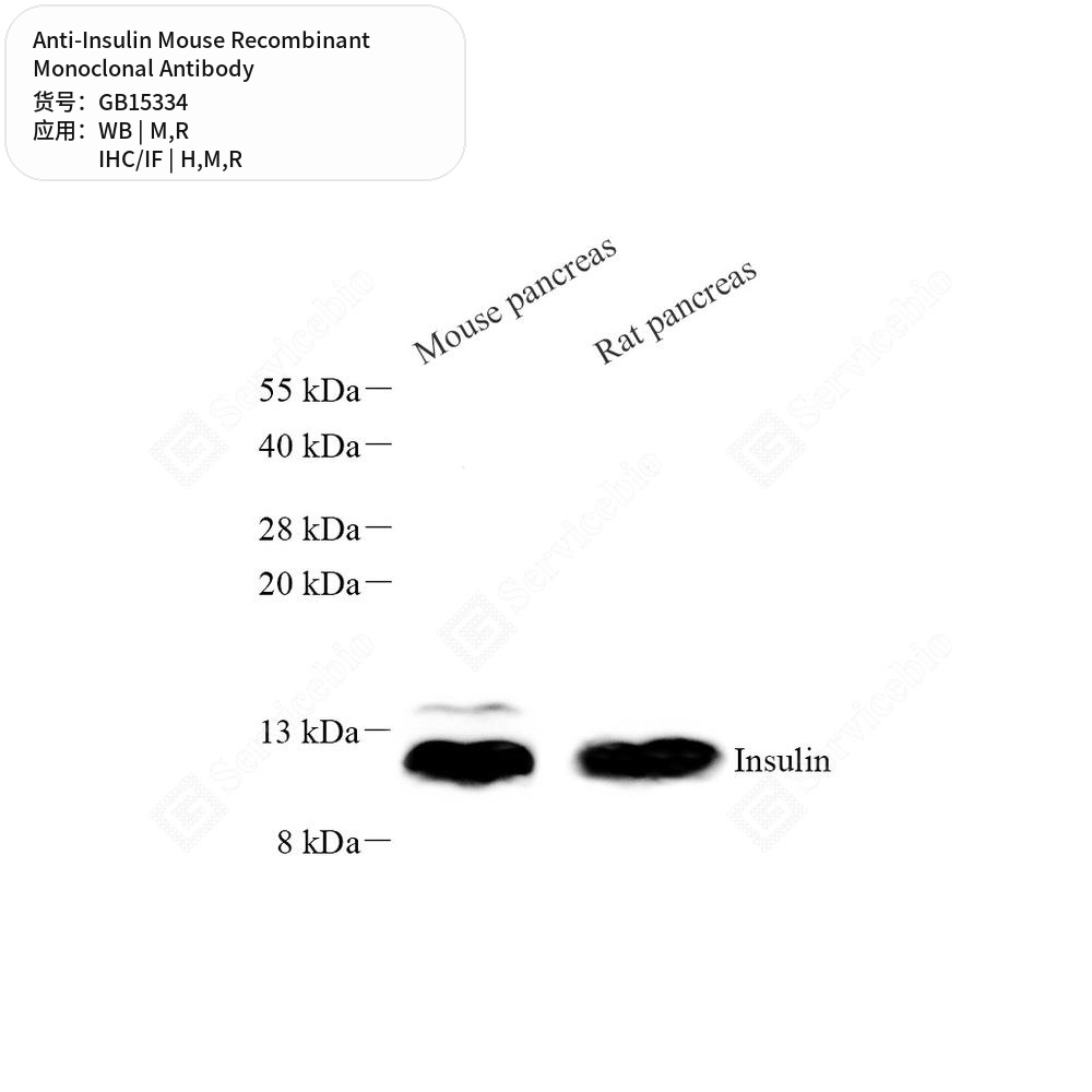 Антитела первичные, моноклональные мыши к Insulin крысы, мыши, человека, 100 мкл