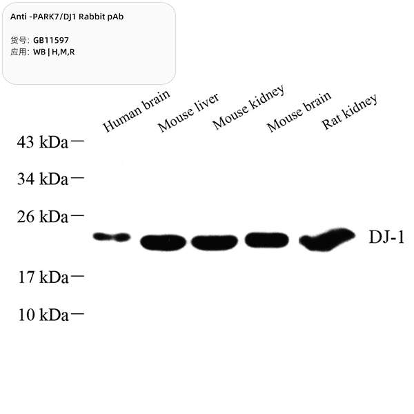 Антитела первичные, поликлональные, PARK7/DJ1, 100 мкл