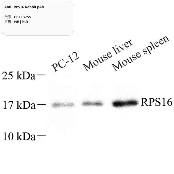 Антитела первичные, поликлональные, RPS16, 100 мкл
