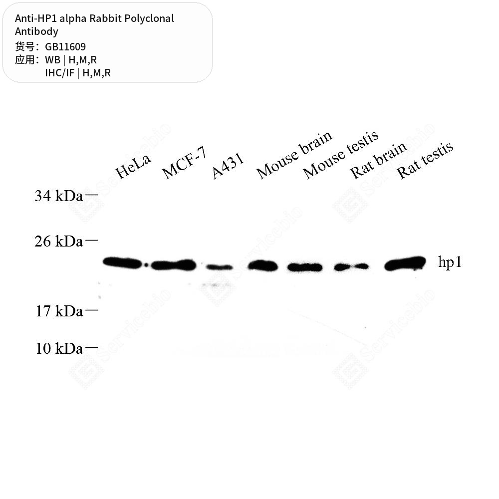 Антитела первичные, поликлональные кролика к HP1 alpha крысы, мыши, человека, 50 мкл