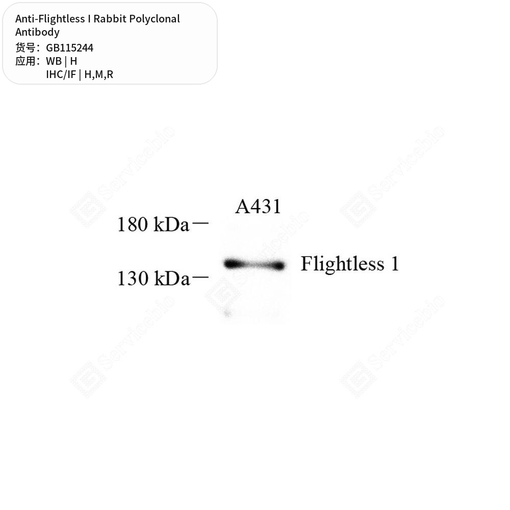 Антитела первичные, поликлональные кролика к Flightless I крысы, мыши, человека, 100 мкл