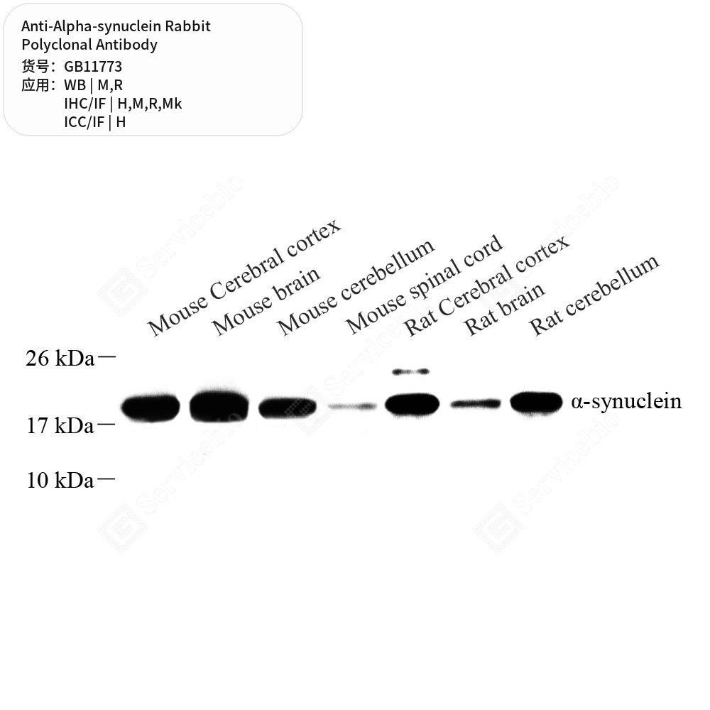 Антитела первичные, поликл. кролика к Alpha-synuclein крысы, мыши, обезьяны, человека, 50 мкл