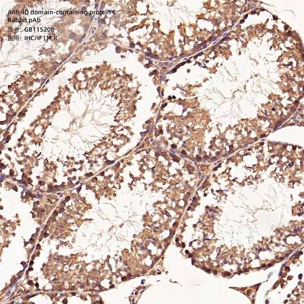 Антитела первичные, поликлональные, IQ domain-containing protein C, 100 мкл