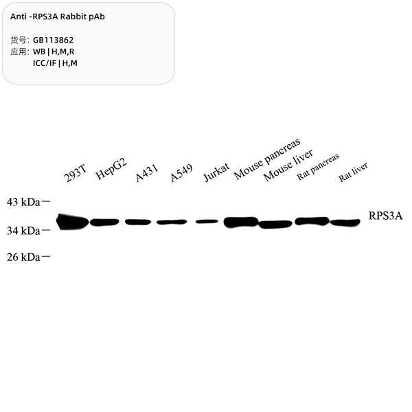 Антитела первичные, поликлональные, RPS3A, 100 мкл