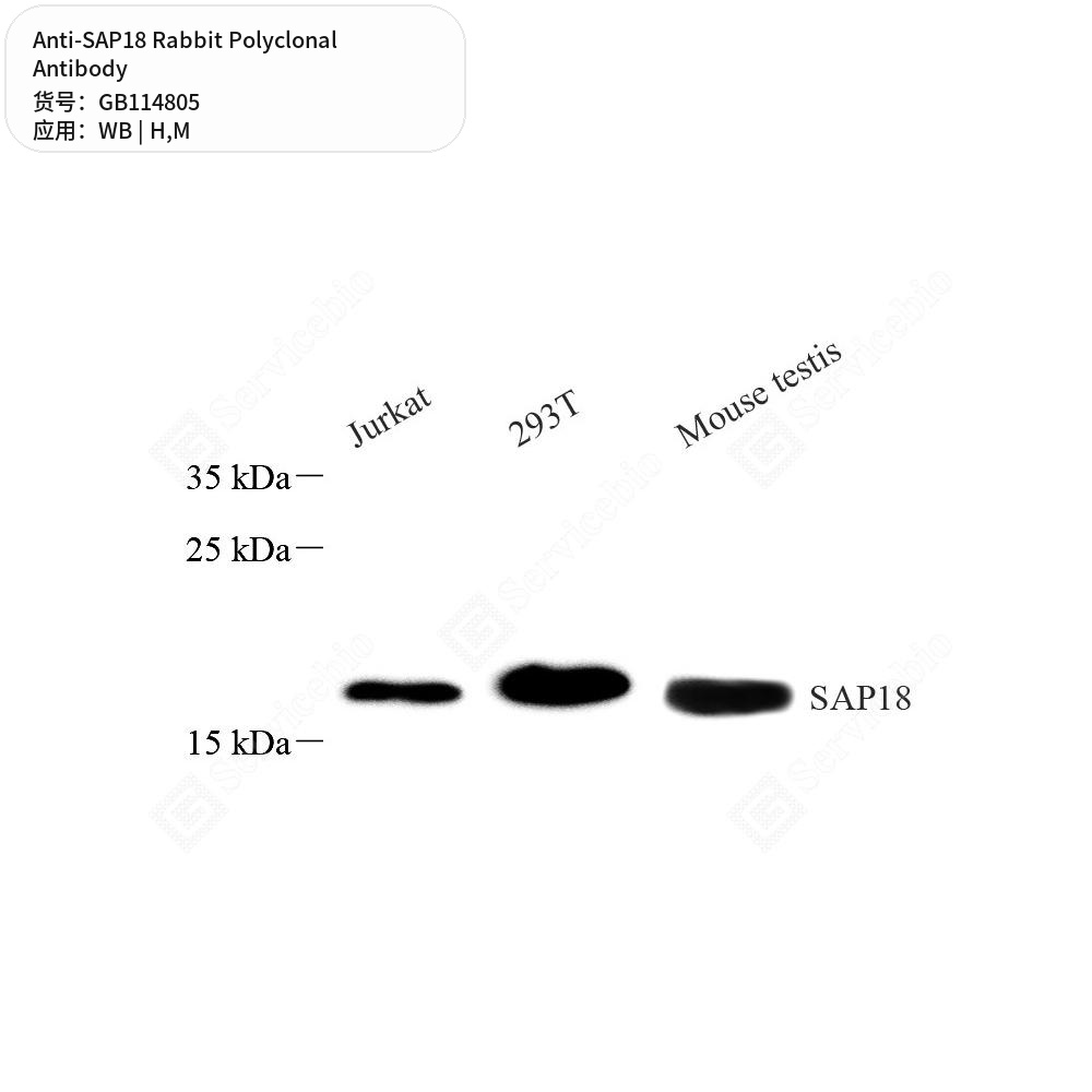 Антитела первичные, поликлональные кролика к SAP18 мыши, человека, 100 мкл
