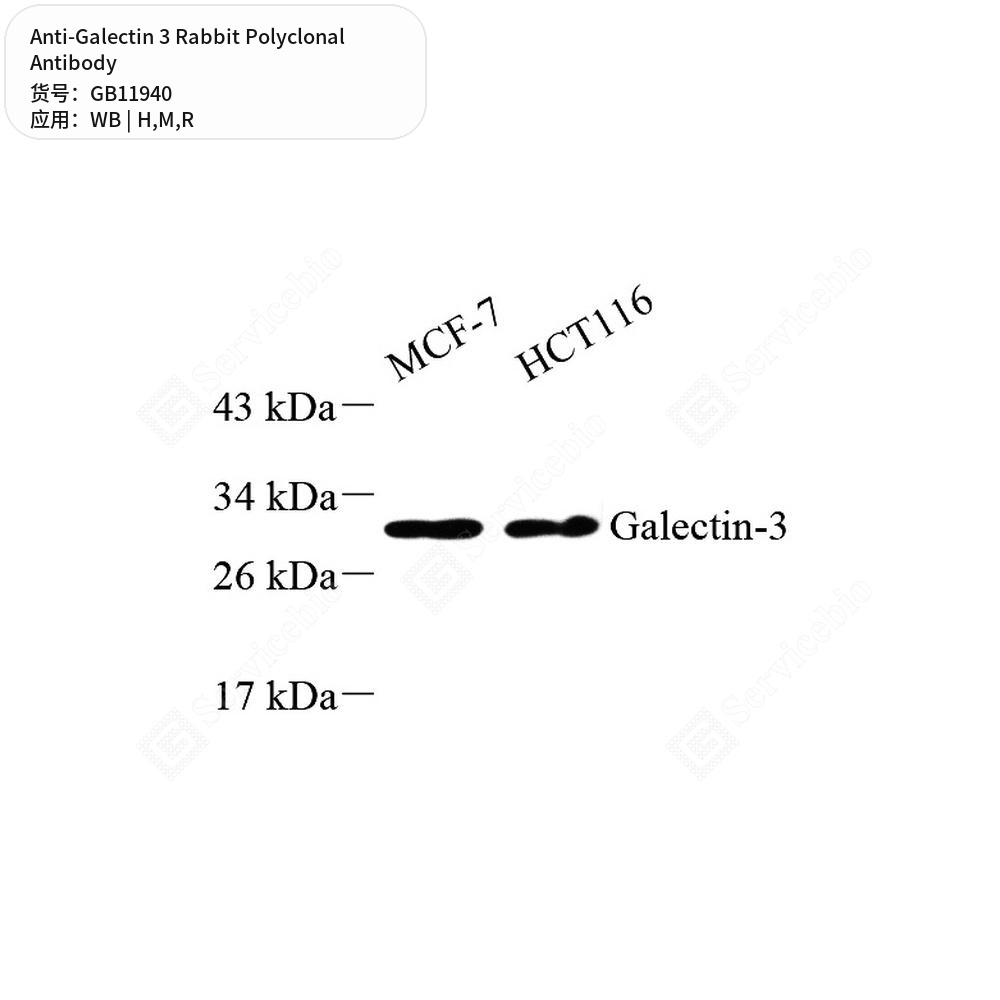Антитела первичные, поликлональные кролика к Galectin 3 крысы, мыши, человека, 50 мкл