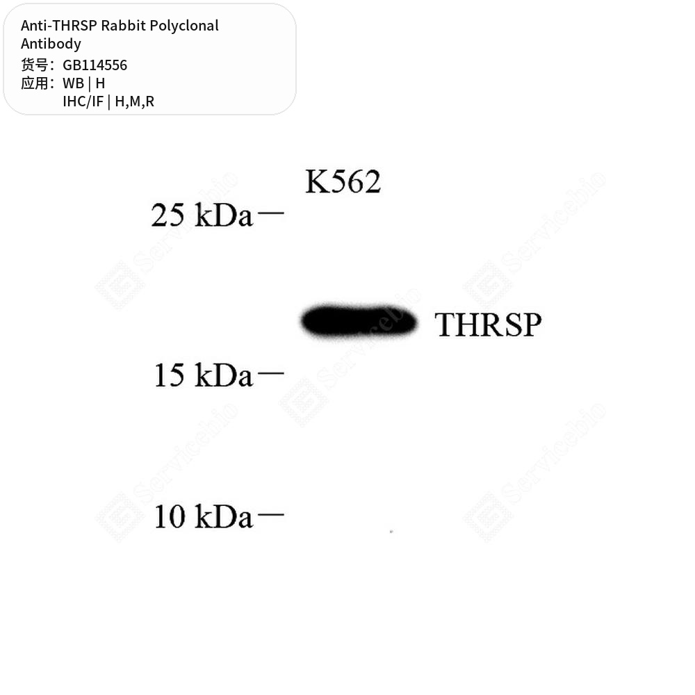 Антитела первичные, поликлональные кролика к THRSP крысы, мыши, человека, 100 мкл