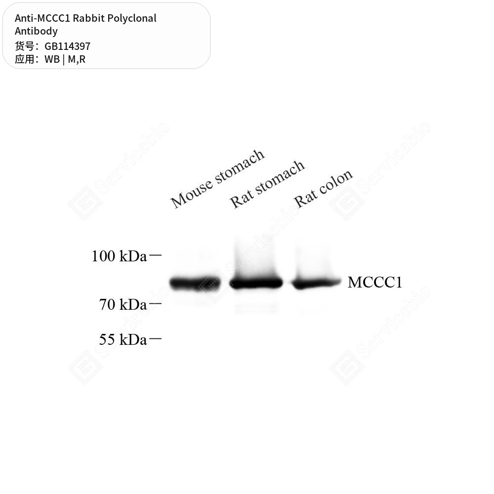 Антитела первичные, поликлональные кролика к MCCC1 крысы, мыши, 100 мкл