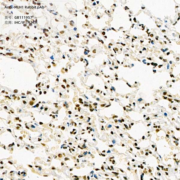 Антитела первичные, поликлональные, ULH1, 100 мкл