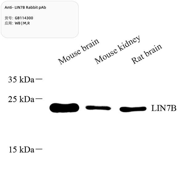 Антитела первичные, поликлональные, LIN7B, 100 мкл