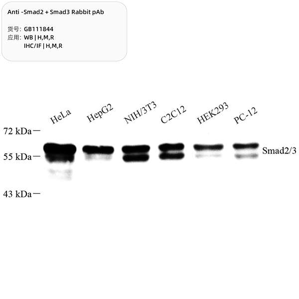 Антитела первичные, поликлональные, Smad2 + Smad3, 100 мкл