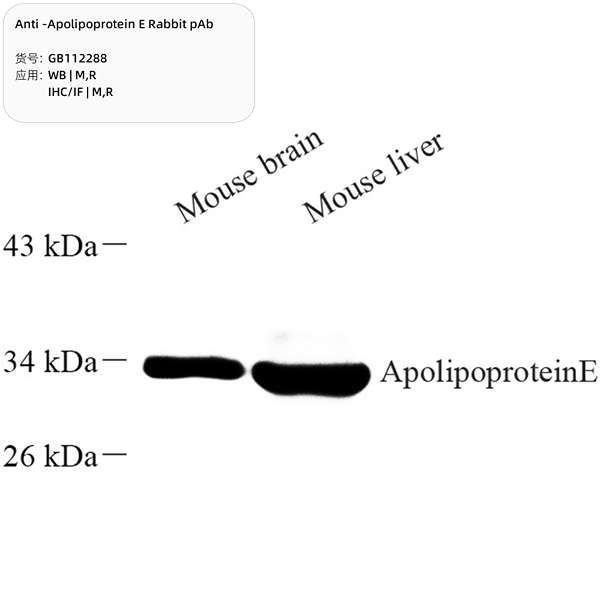 Антитела первичные, поликлональные, Apolipoprotein E, 100 мкл