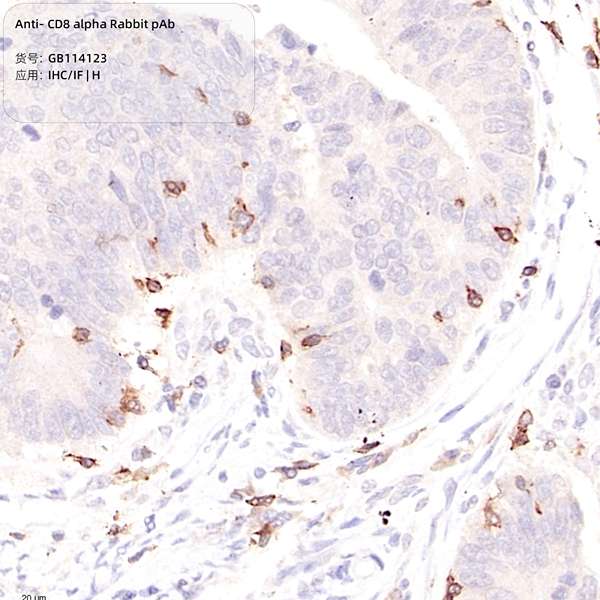 Антитела первичные, поликлональные, CD8 alpha, 100 мкл