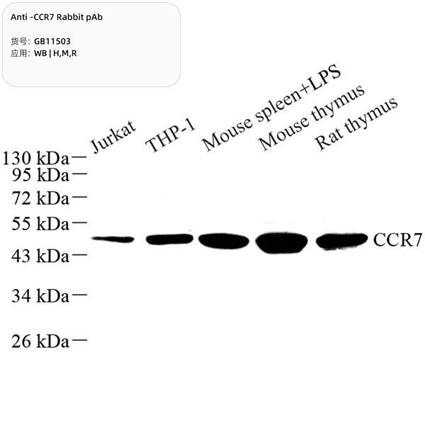 Антитела первичные, поликлональные, CCR7, 100 мкл