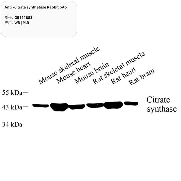 Антитела первичные, поликлональные, Citrate synthase, 100 мкл