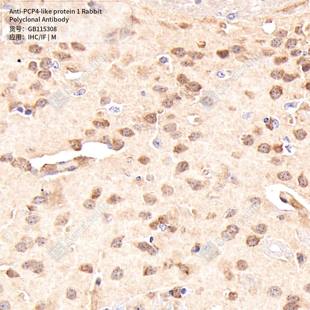 Антитела первичные, поликлональные кролика к PCP4-like protein 1 мыши, 50 мкл