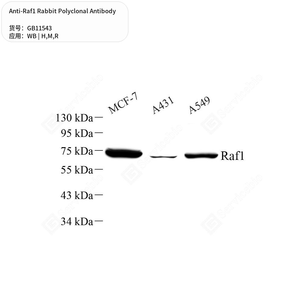 Антитела первичные, поликлональные кролика к Raf1 крысы, мыши, человека, 50 мкл