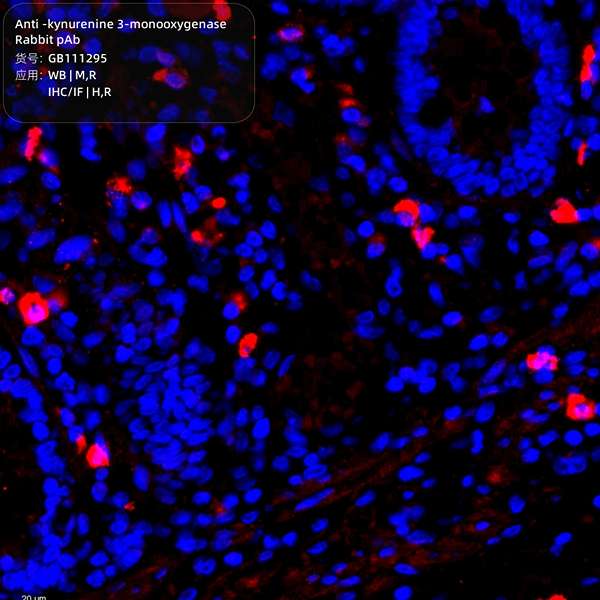 Антитела первичные, поликлональные, kynurenine 3-monooxygenase, 100 мкл
