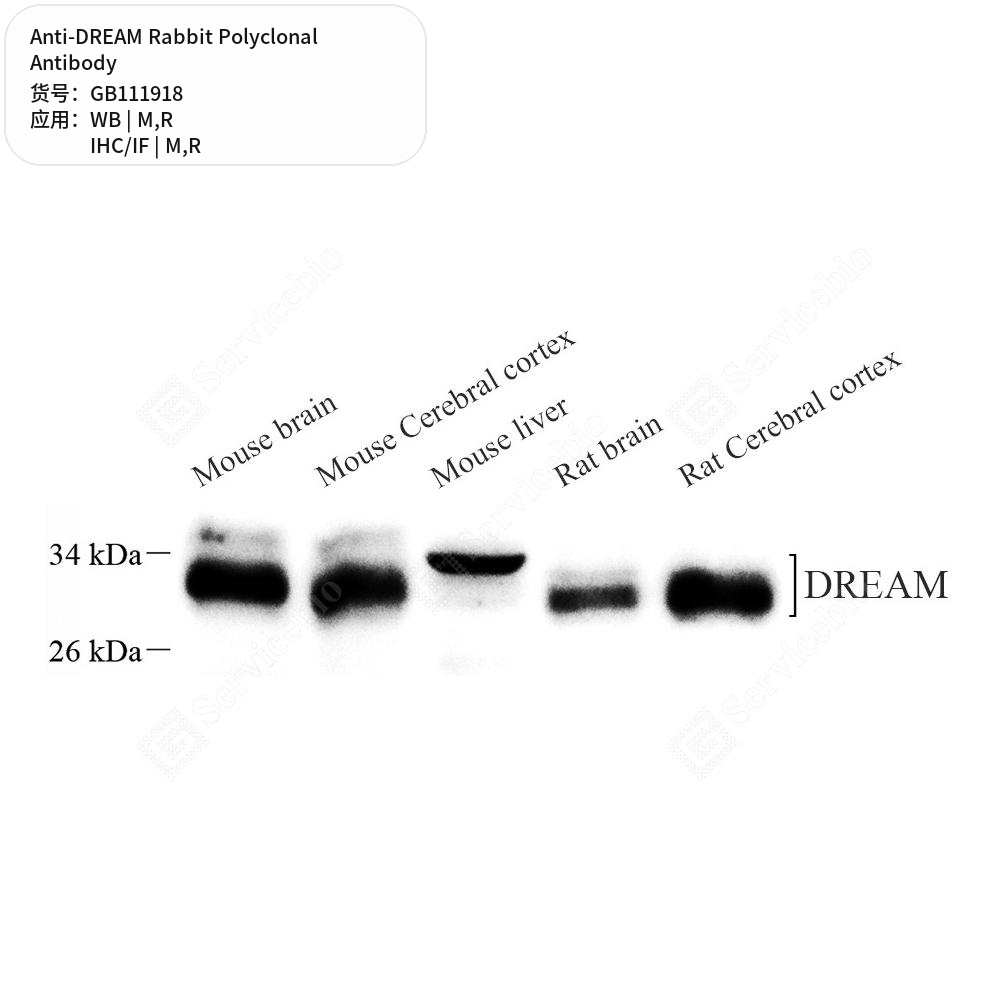 Антитела первичные, поликлональные кролика к DREAM крысы, мыши, 100 мкл