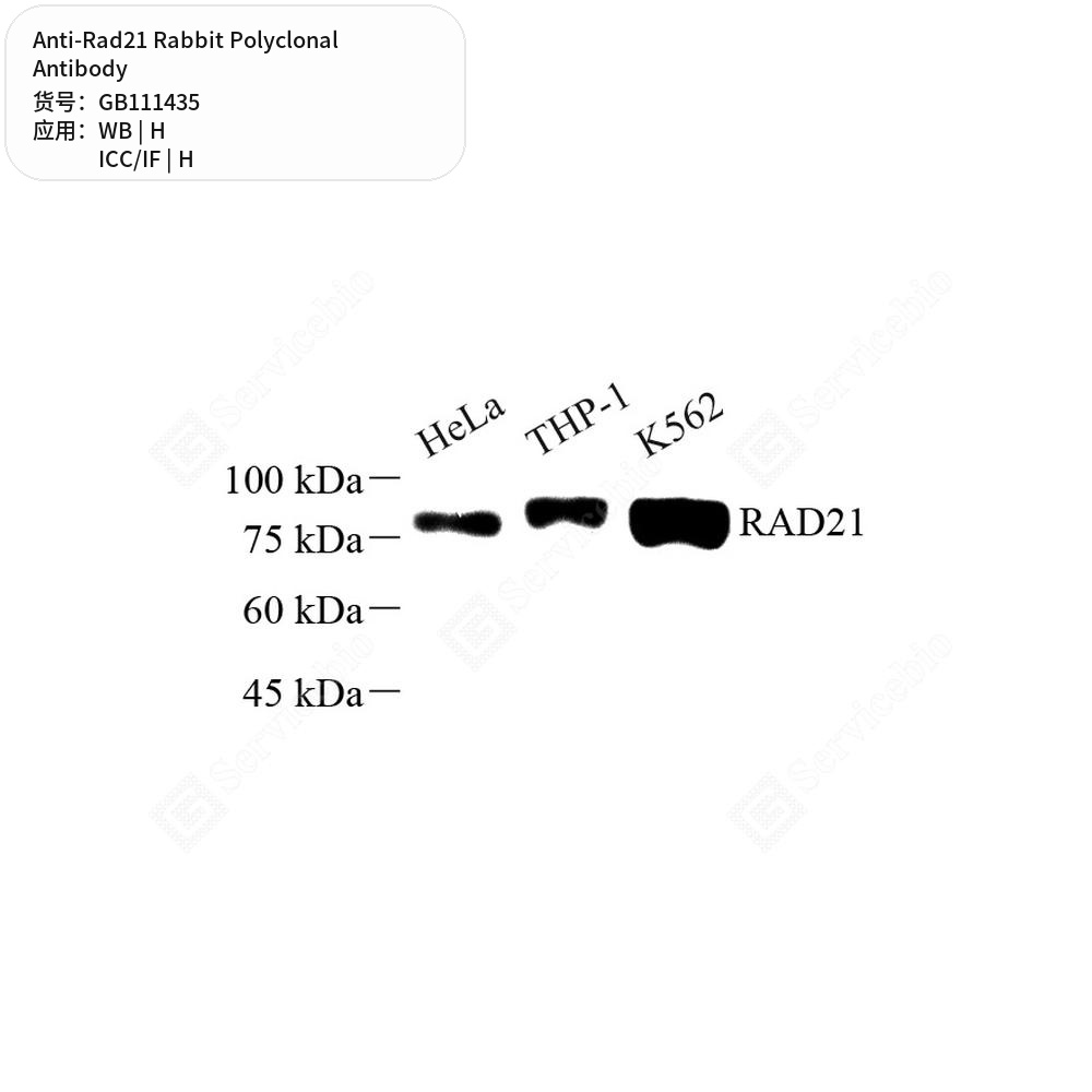 Антитела первичные, поликлональные кролика к Rad21 человека, 100 мкл
