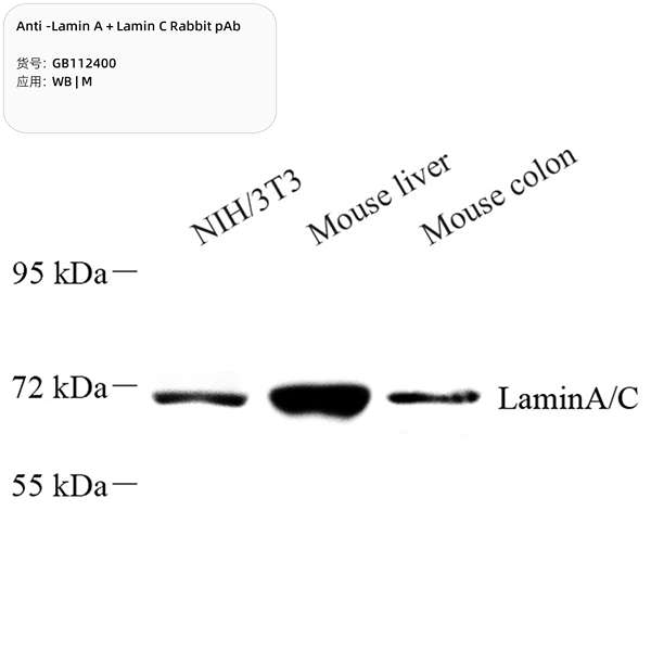 Антитела первичные, поликлональные, Lamin A + Lamin C, 100 мкл