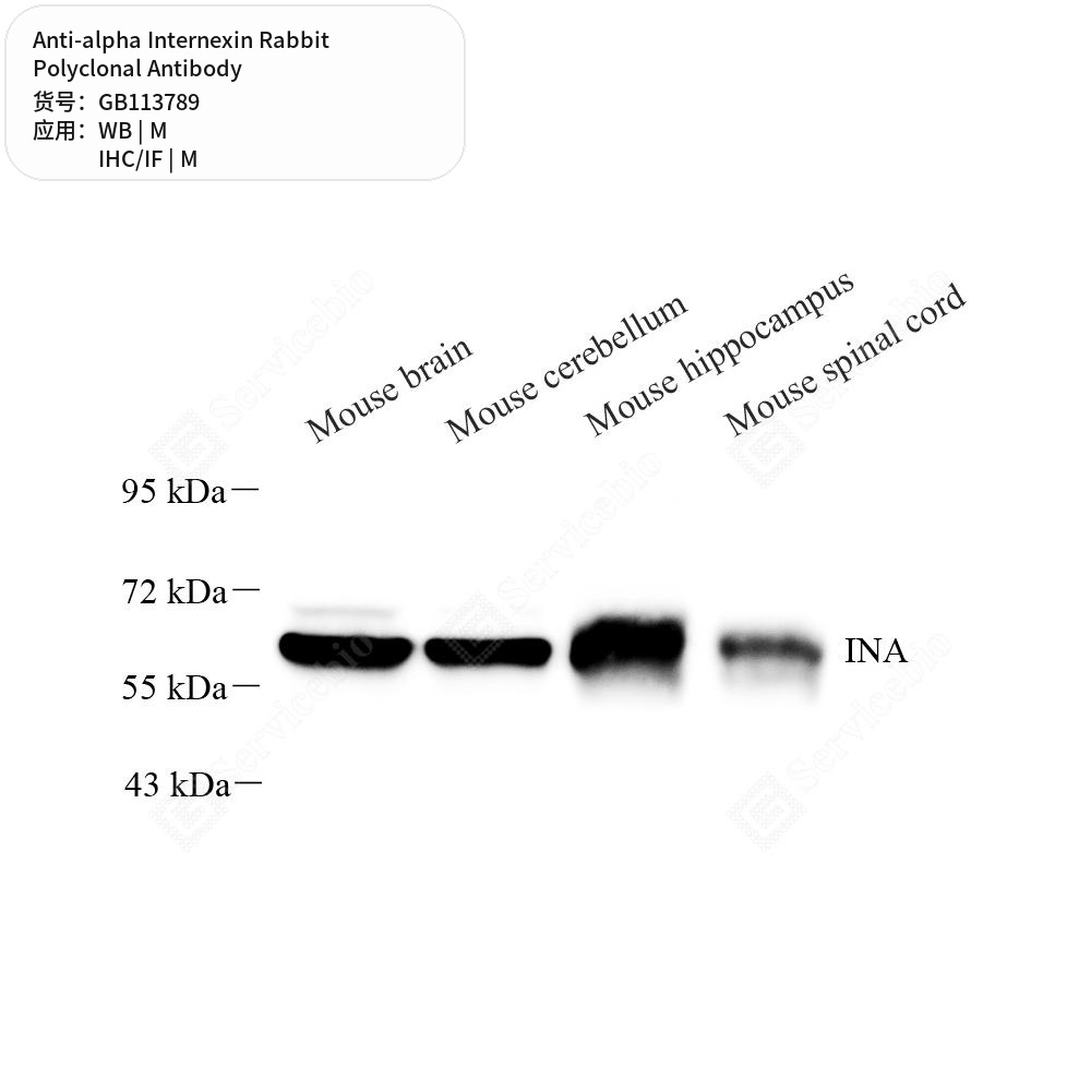Антитела первичные, поликлональные кролика к alpha Internexin мыши, 50 мкл