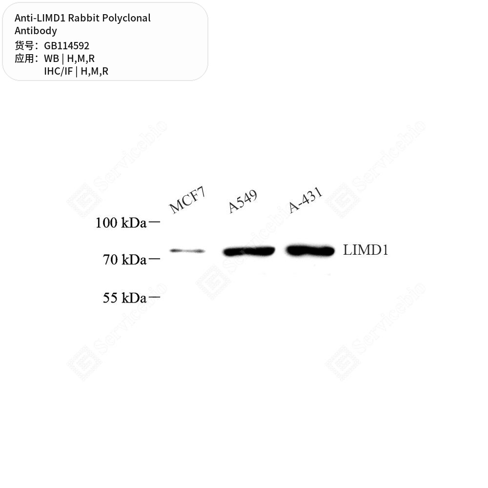 Антитела первичные, поликлональные кролика к LIMD1 крысы, мыши, человека, 50 мкл