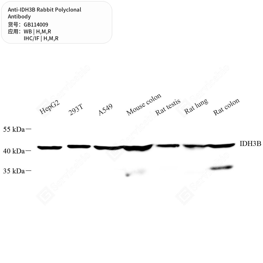 Антитела первичные, поликлональные кролика к IDH3B крысы, мыши, человека, 100 мкл
