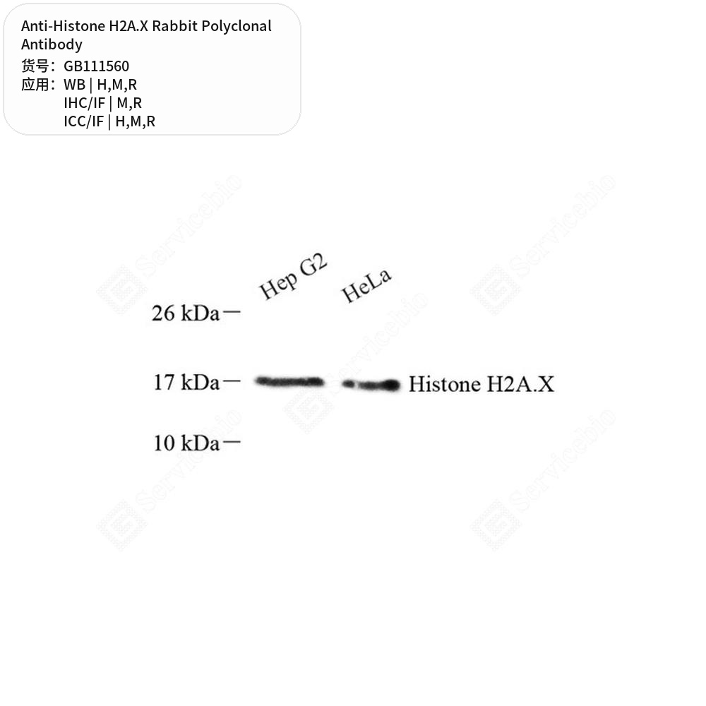 Антитела первичные, поликлональные кролика к Histone H2A.X крысы, мыши, человека, 100 мкл