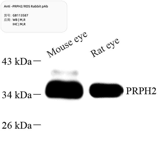 Антитела первичные, поликлональные, PRPH2/RDS, 100 мкл